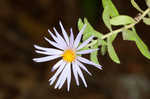 Aromatic aster